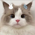 Araceli Román avatar